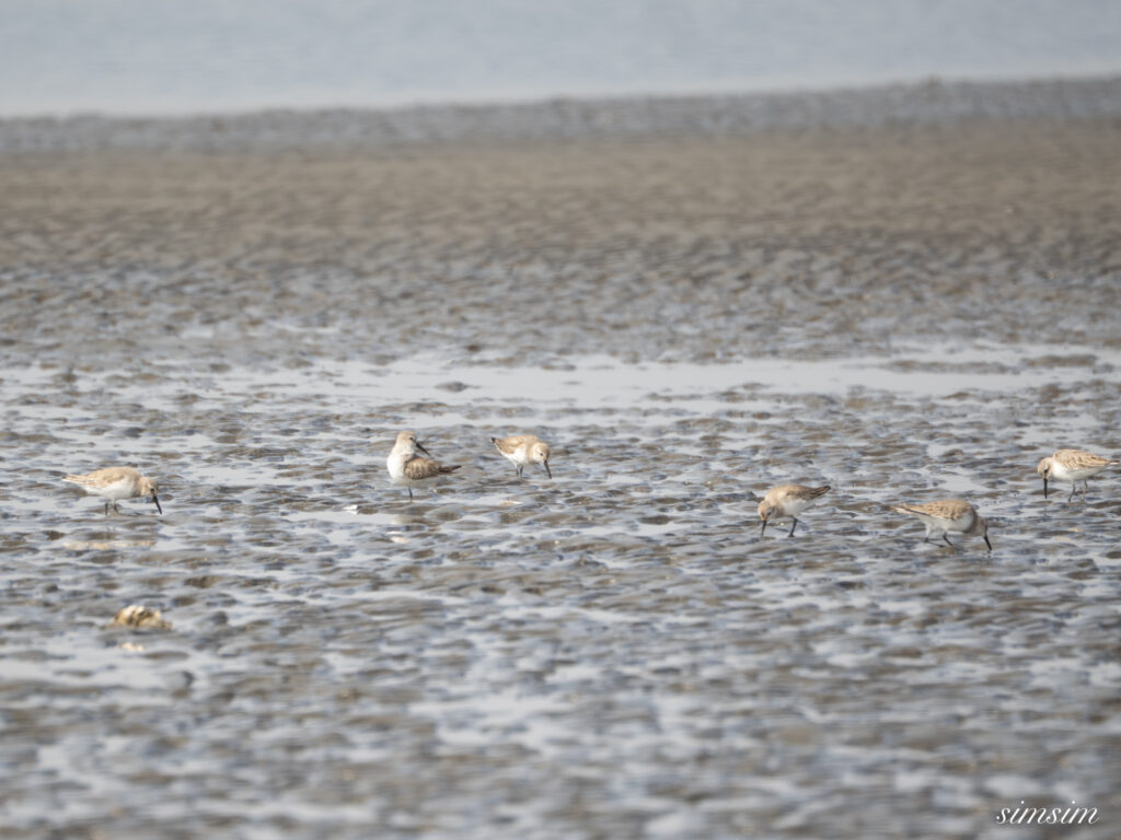 ハマシギ 都内の公園