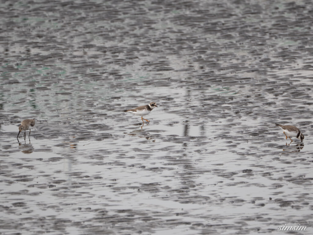 ハマシギ 都内の公園