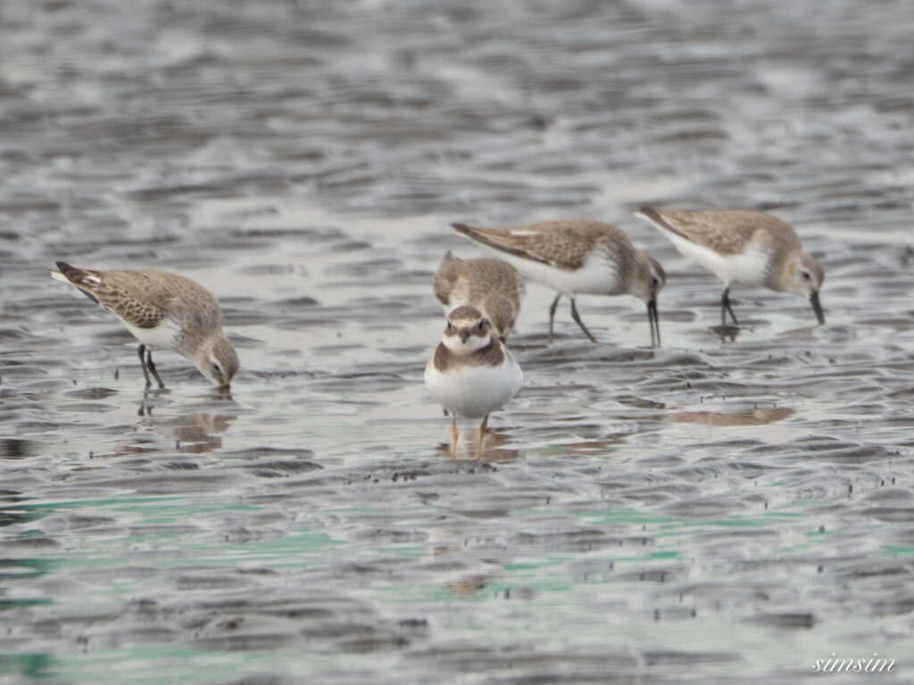 ハジロコチドリ 都内の公園