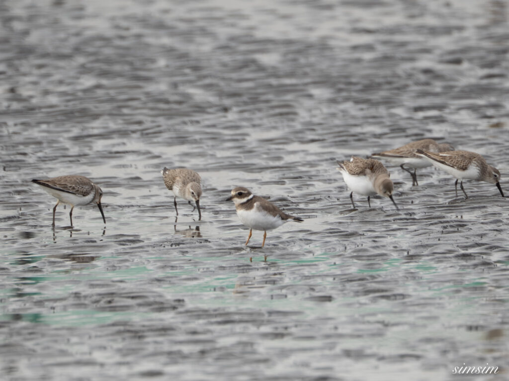 ハジロコチドリ 都内の公園