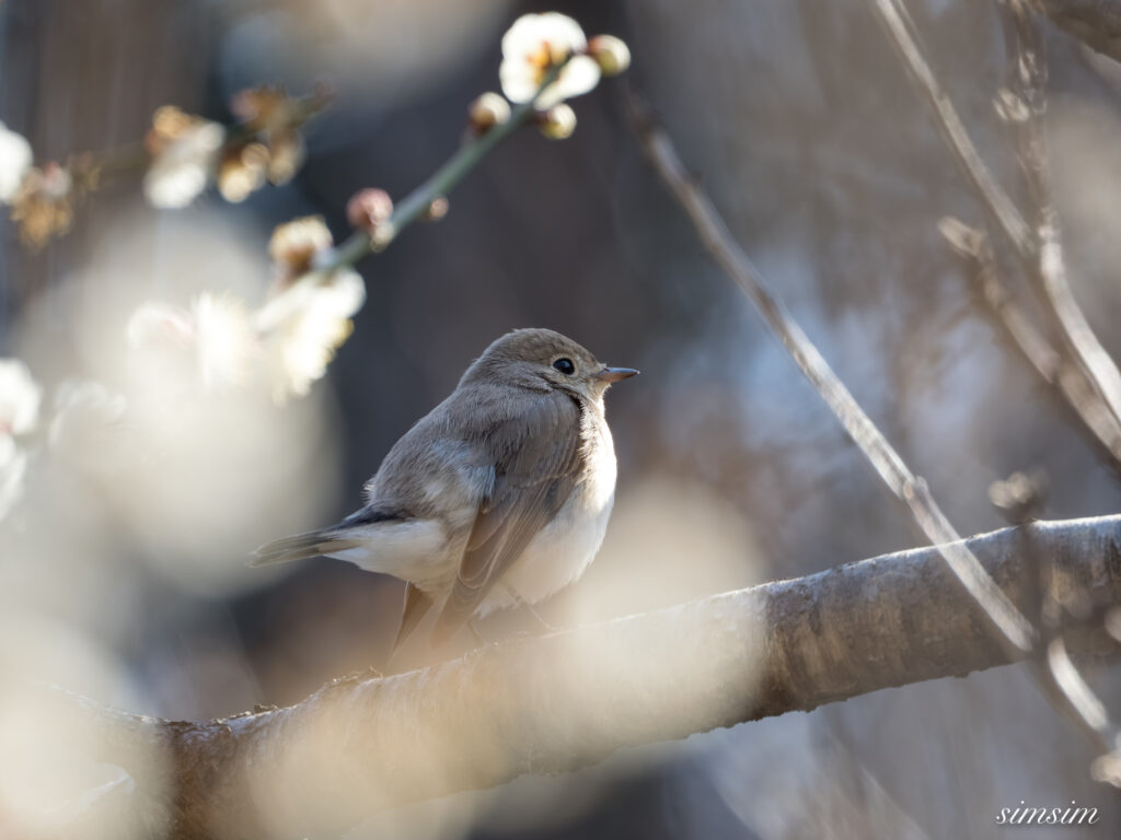 ニシオジロビタキ　都内の公園