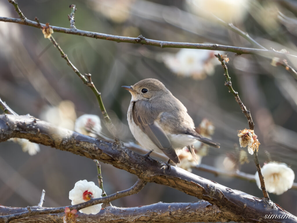 ニシオジロビタキ 都内の公園
