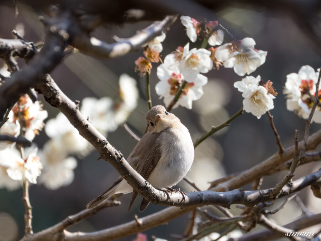 ニシオジロビタキ 都内の公園