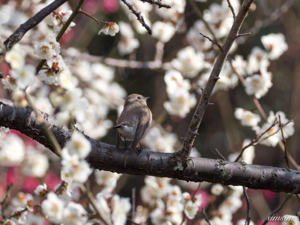 ニシオジロビタキ 都内の公園