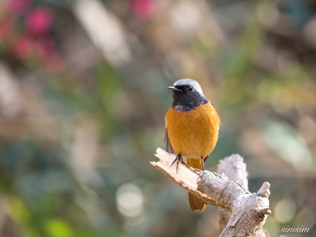ジョウビタキ 都内の公園