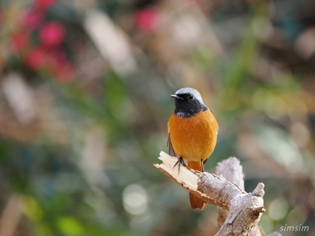 ジョウビタキ　都内の公園