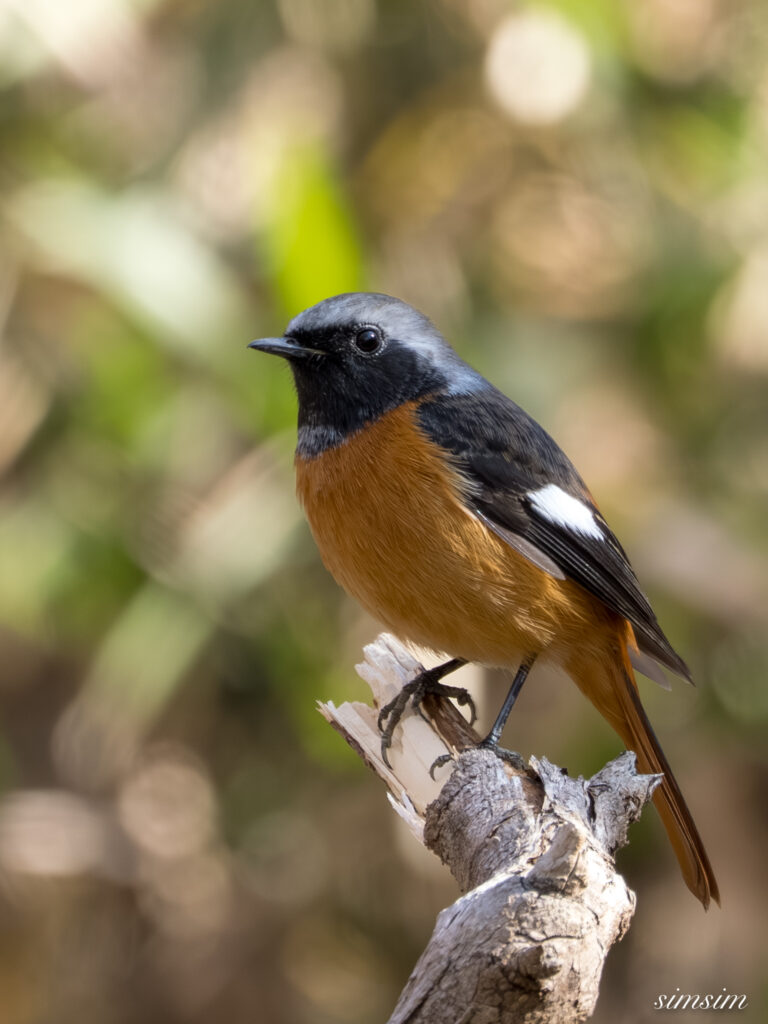 ジョウビタキ 都内の公園