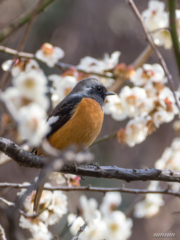 ジョウビタキ 都内の公園