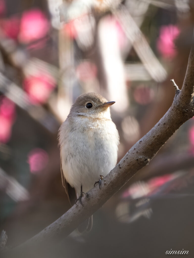 ニシオジロビタキ　都内の公園