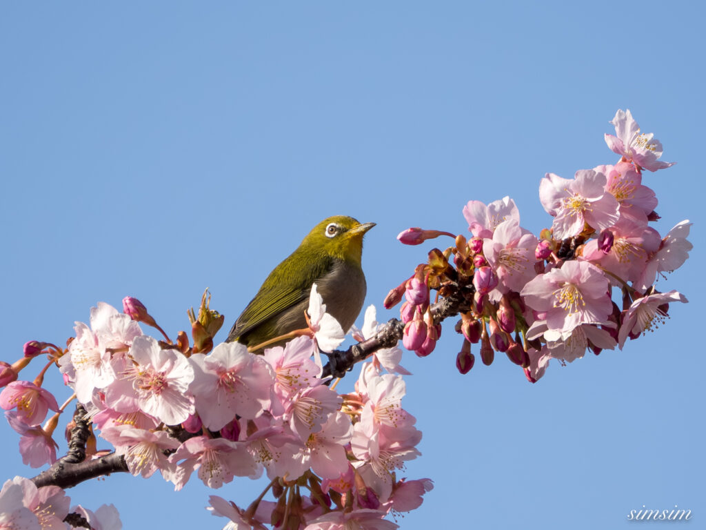 メジロ 都内の公園