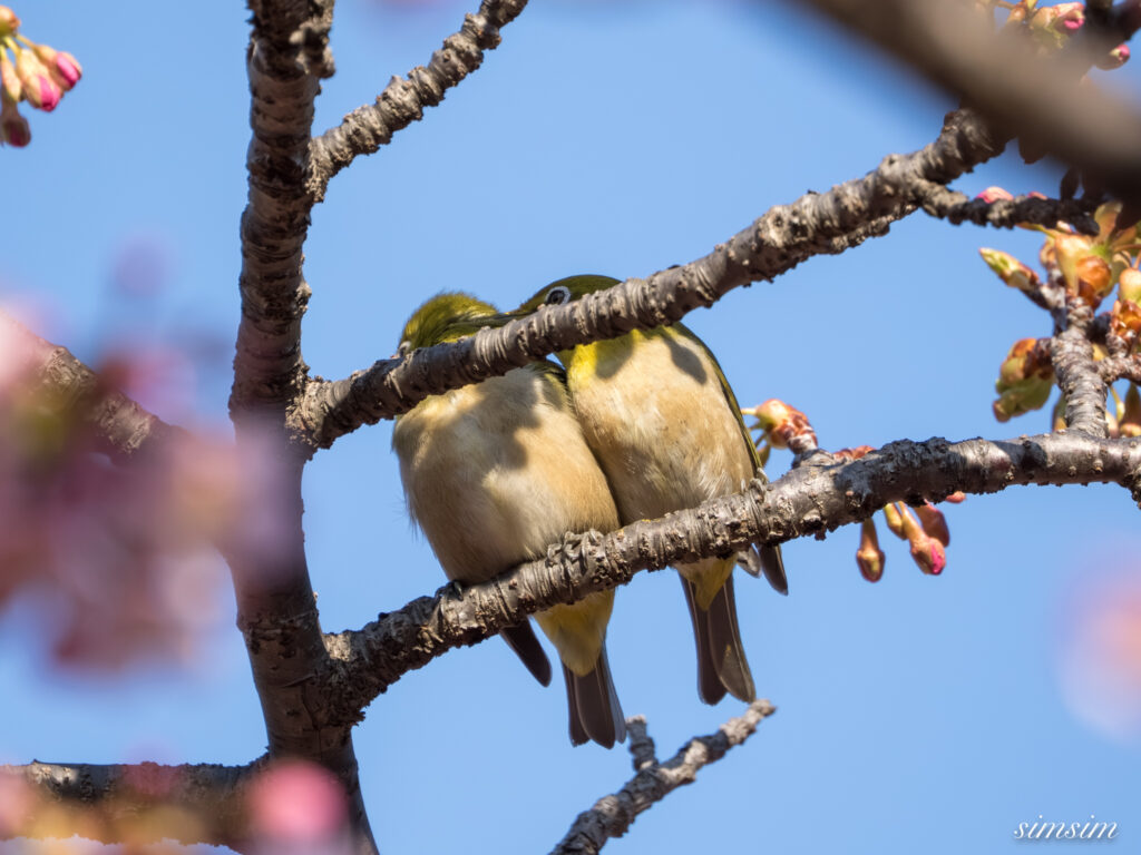 メジロ 都内の公園