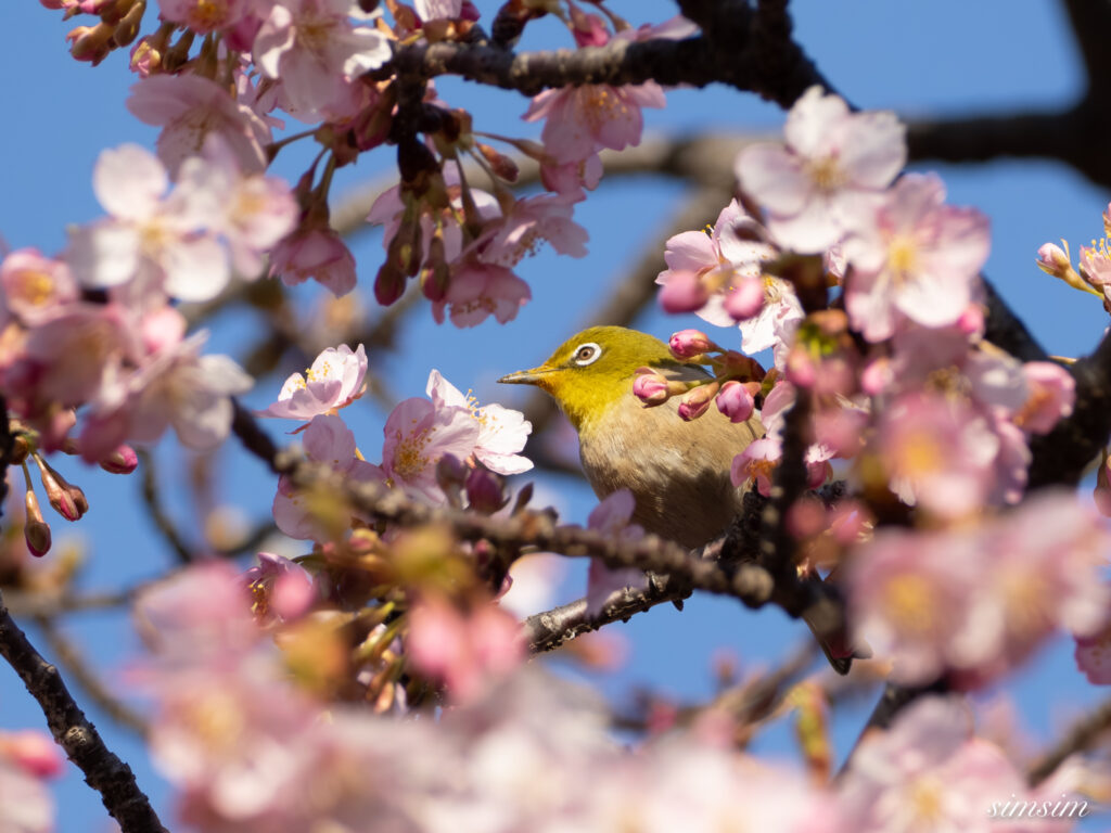 メジロ 都内の公園