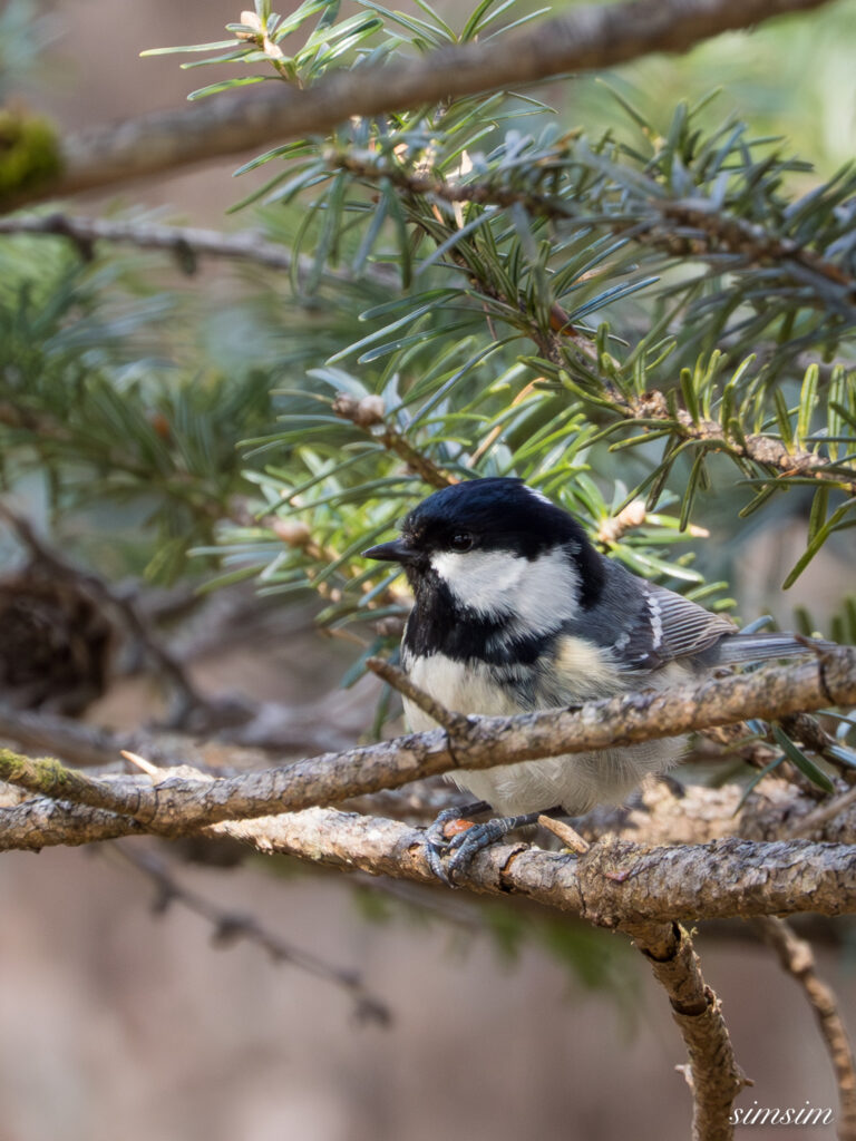 奥日光　ヒガラ