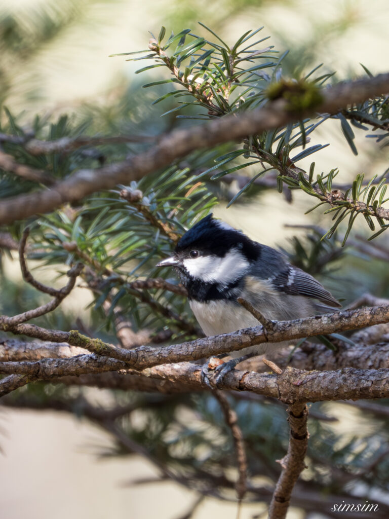 奥日光　ヒガラ