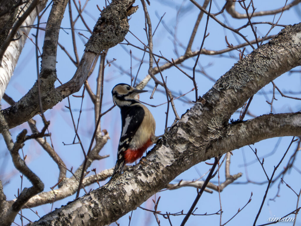 奥日光　アカゲラ