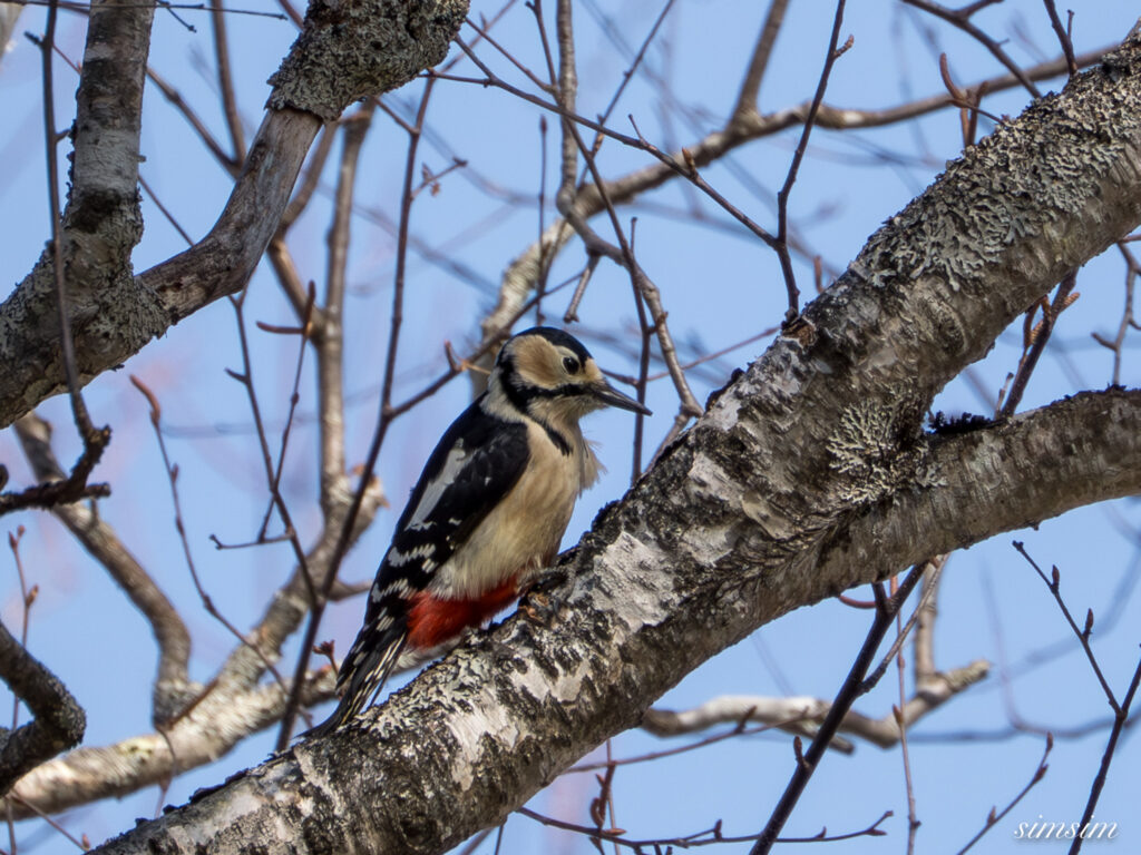 奥日光　アカゲラ