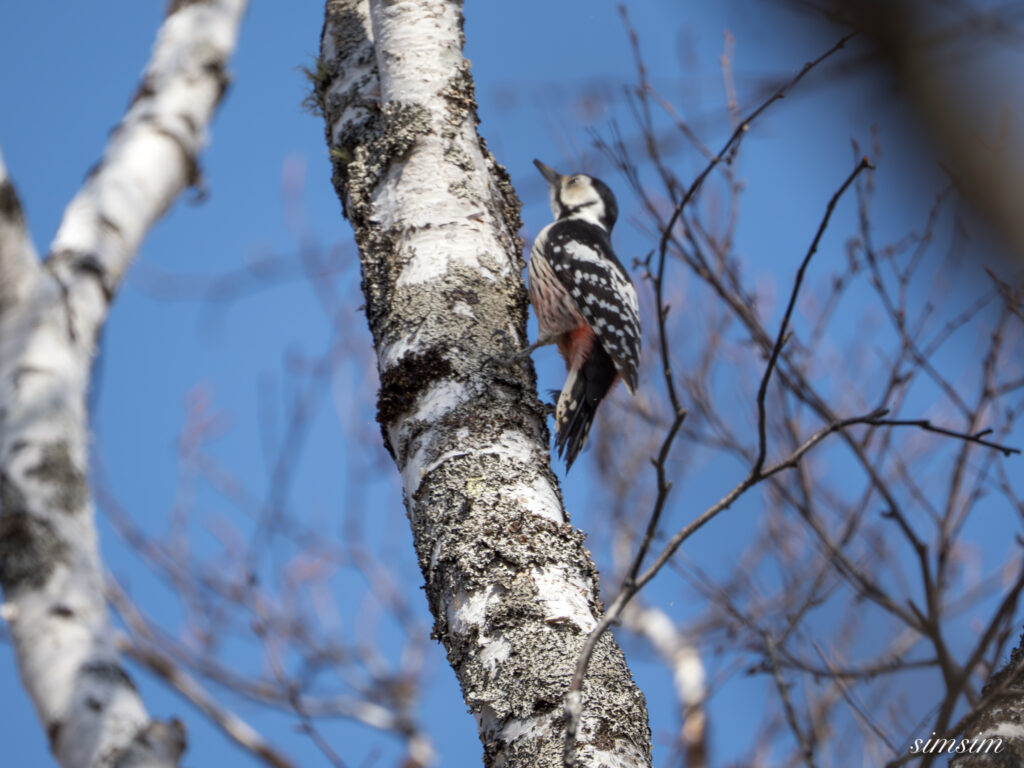 奥日光　オオアカゲラ