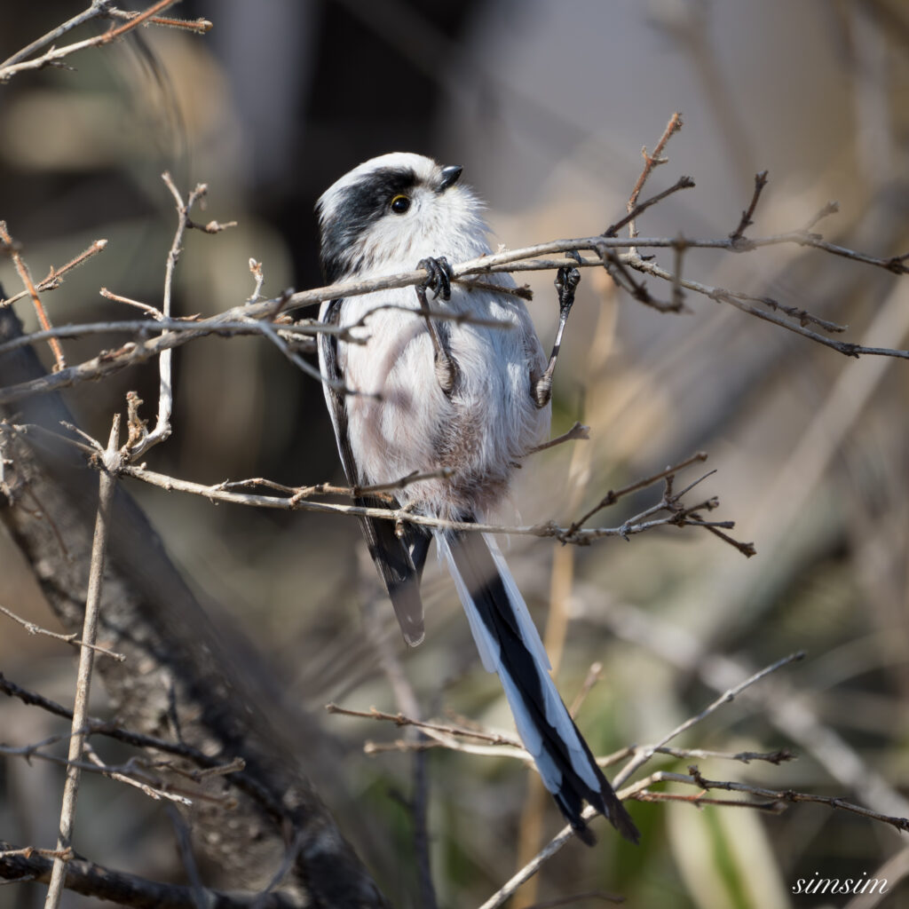 奥日光　エナガ