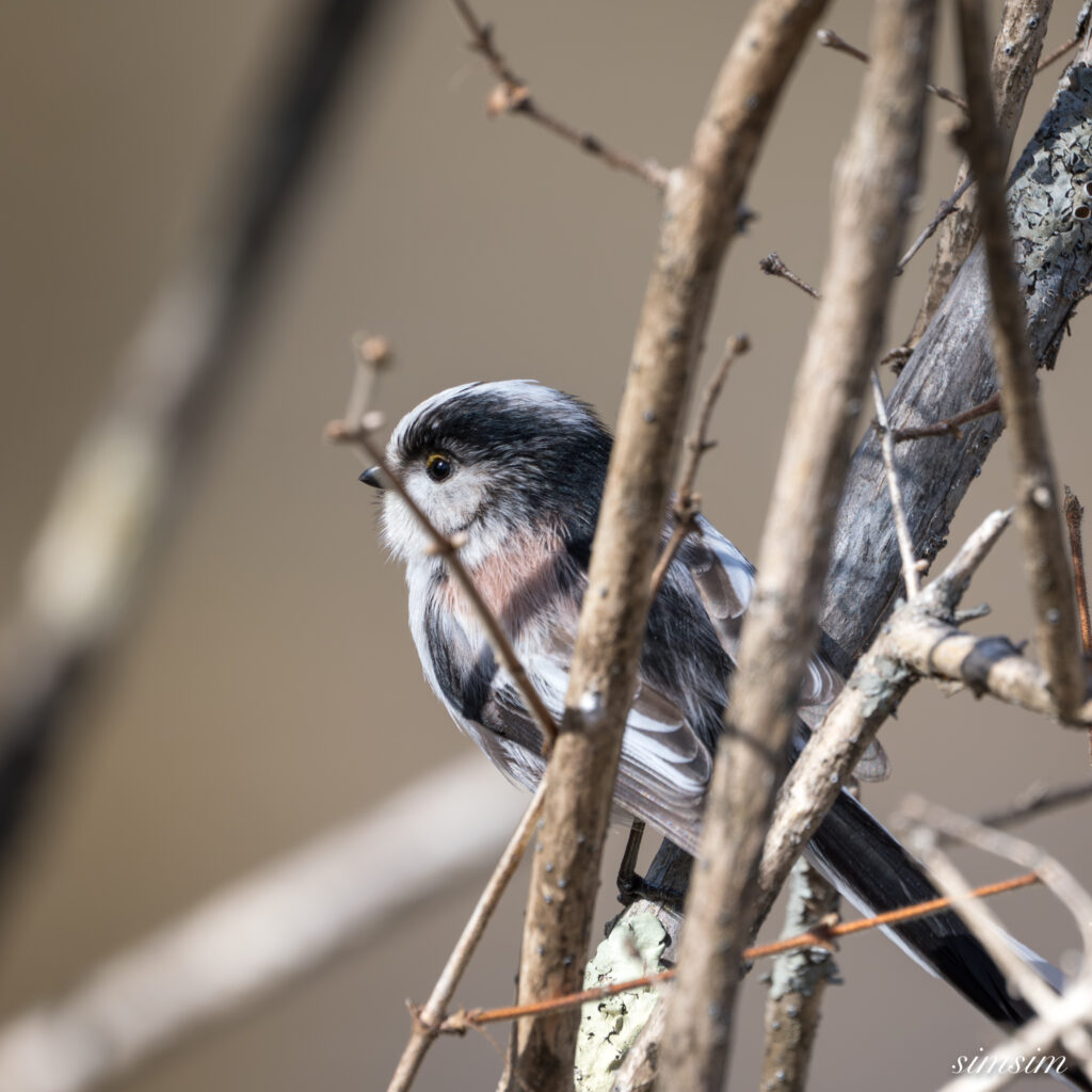 奥日光　エナガ