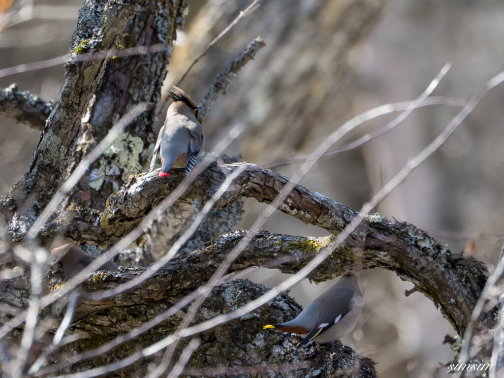 奥日光　レンジャク