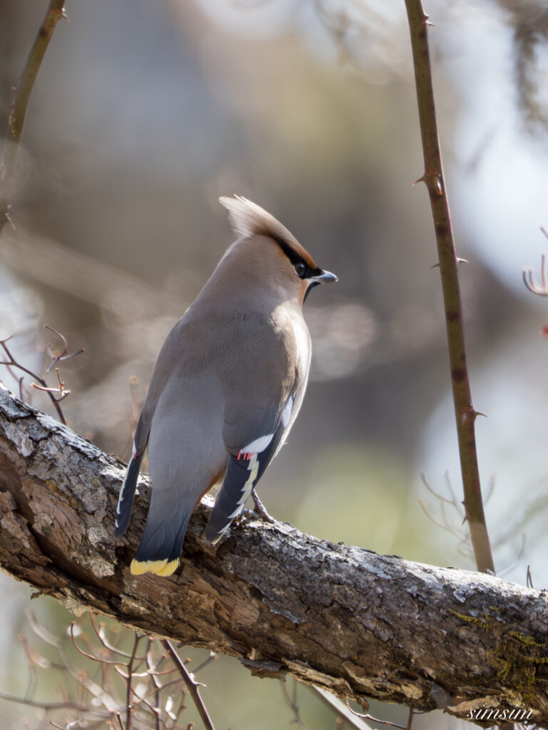 奥日光　キレンジャク