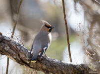 奥日光　キレンジャク