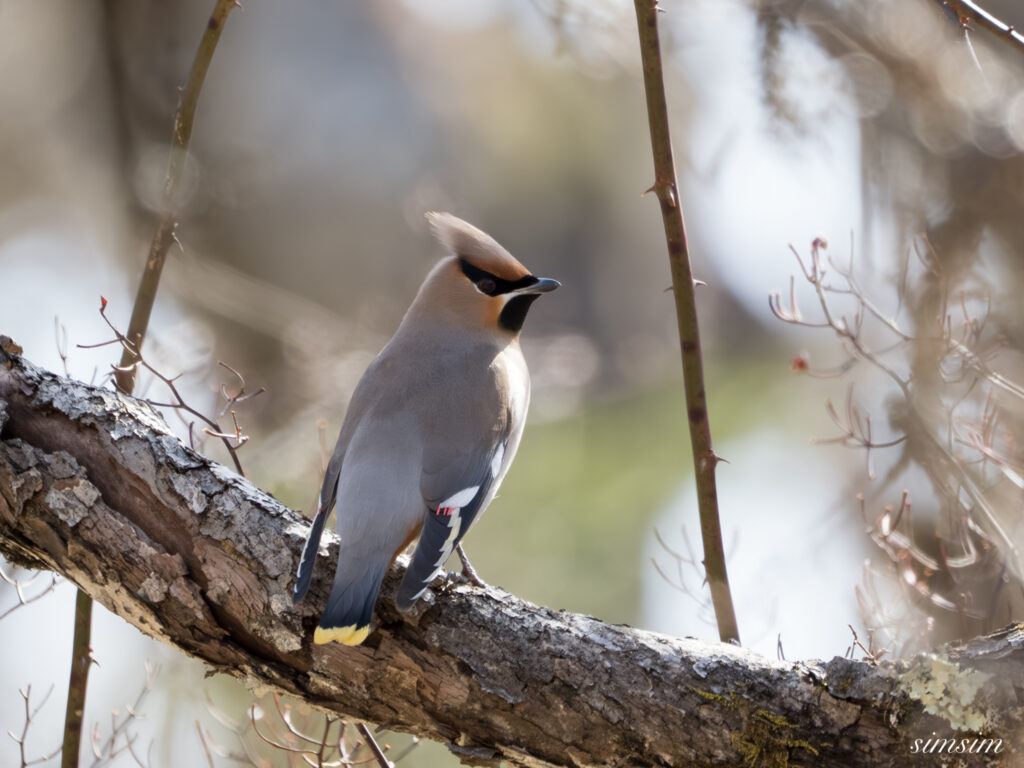 キレンジャク　栃木