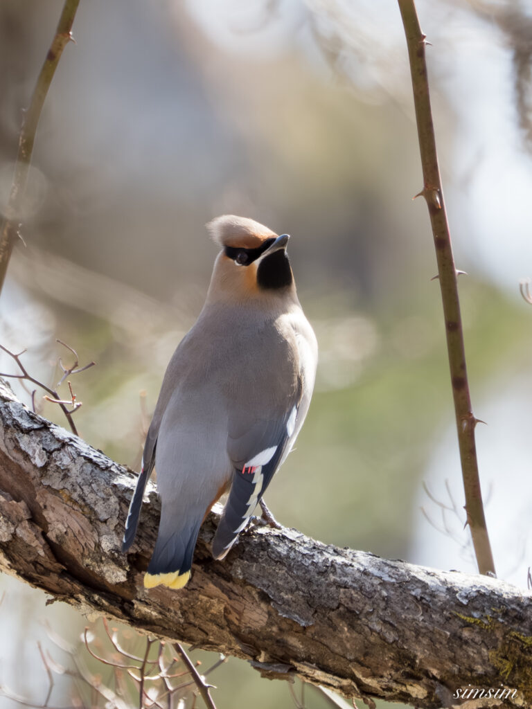 奥日光　キレンジャク