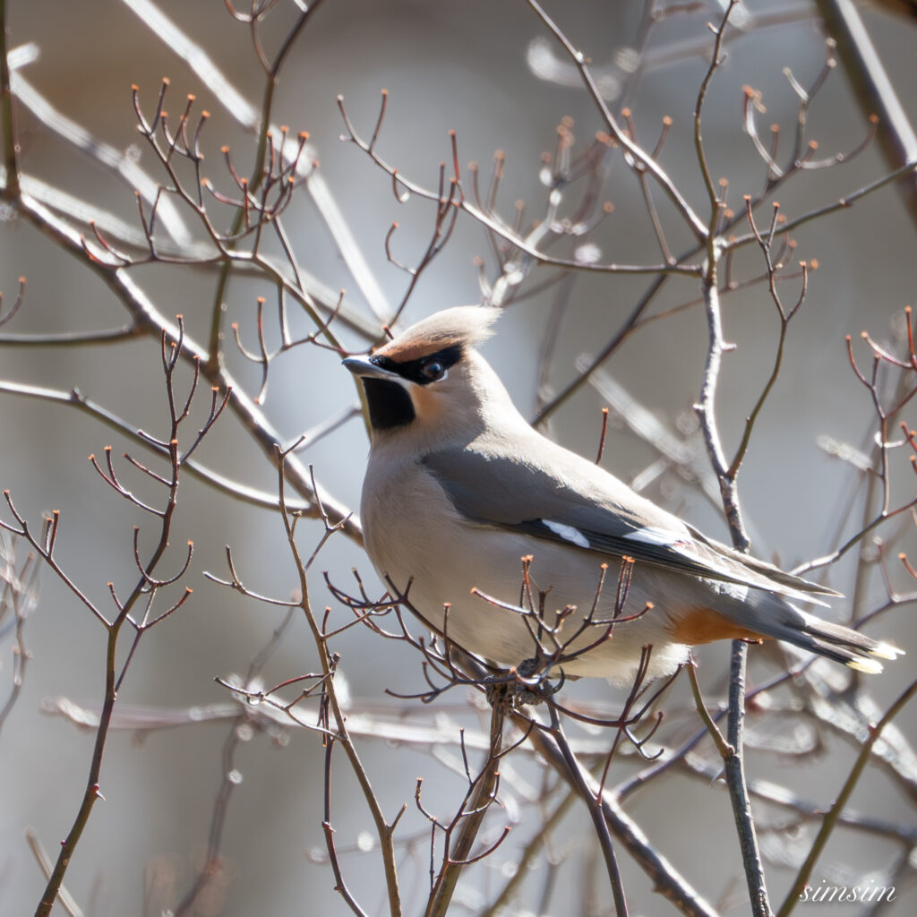 奥日光　キレンジャク