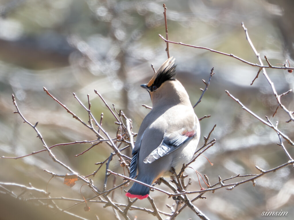 ヒレンジャク　栃木