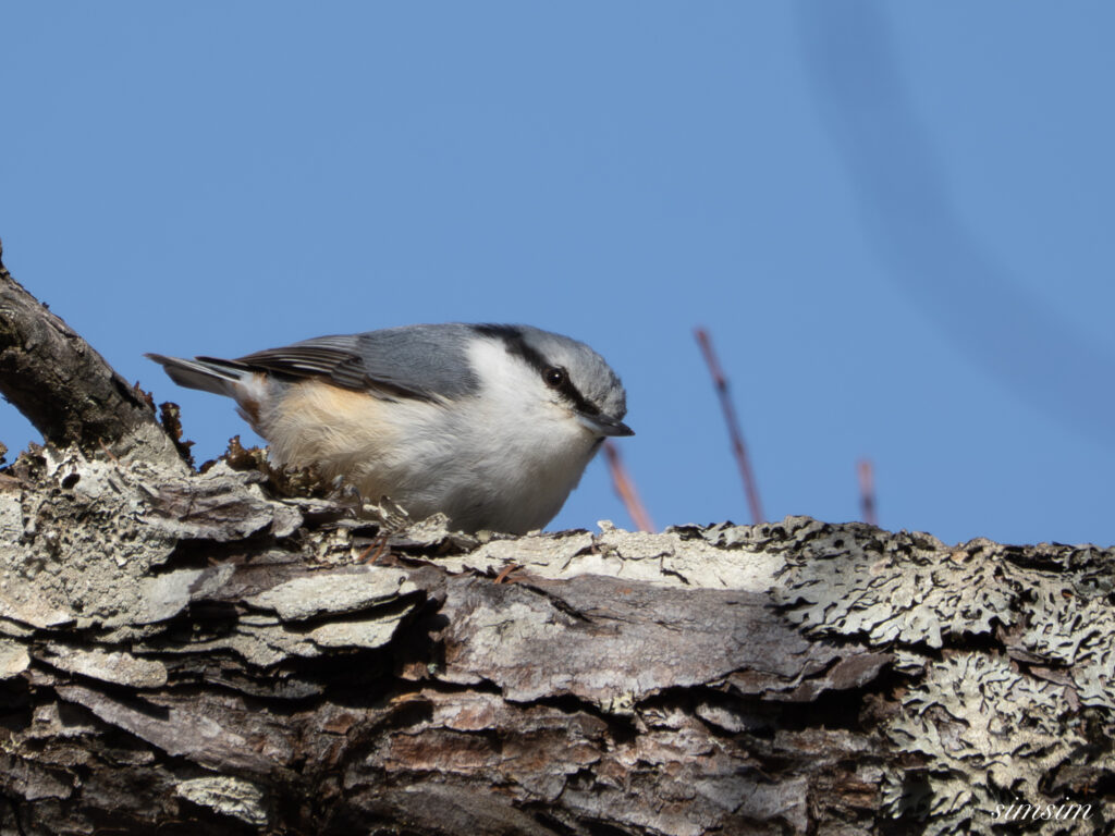 奥日光　ゴジュウカラ