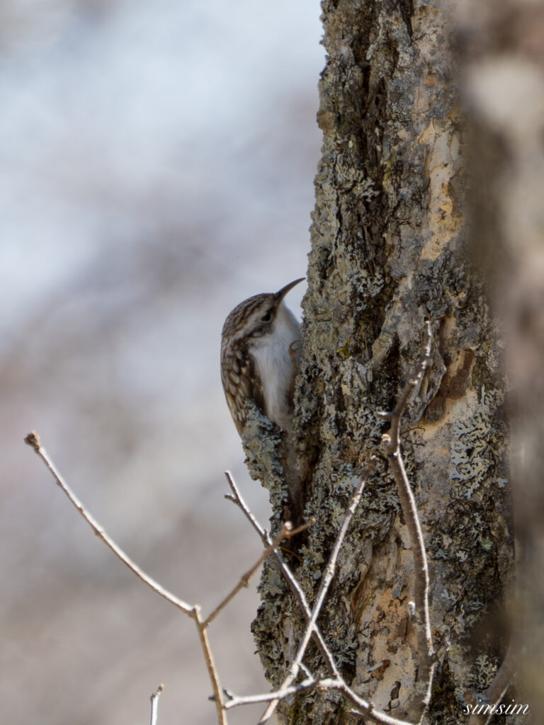 奥日光　キバシリ