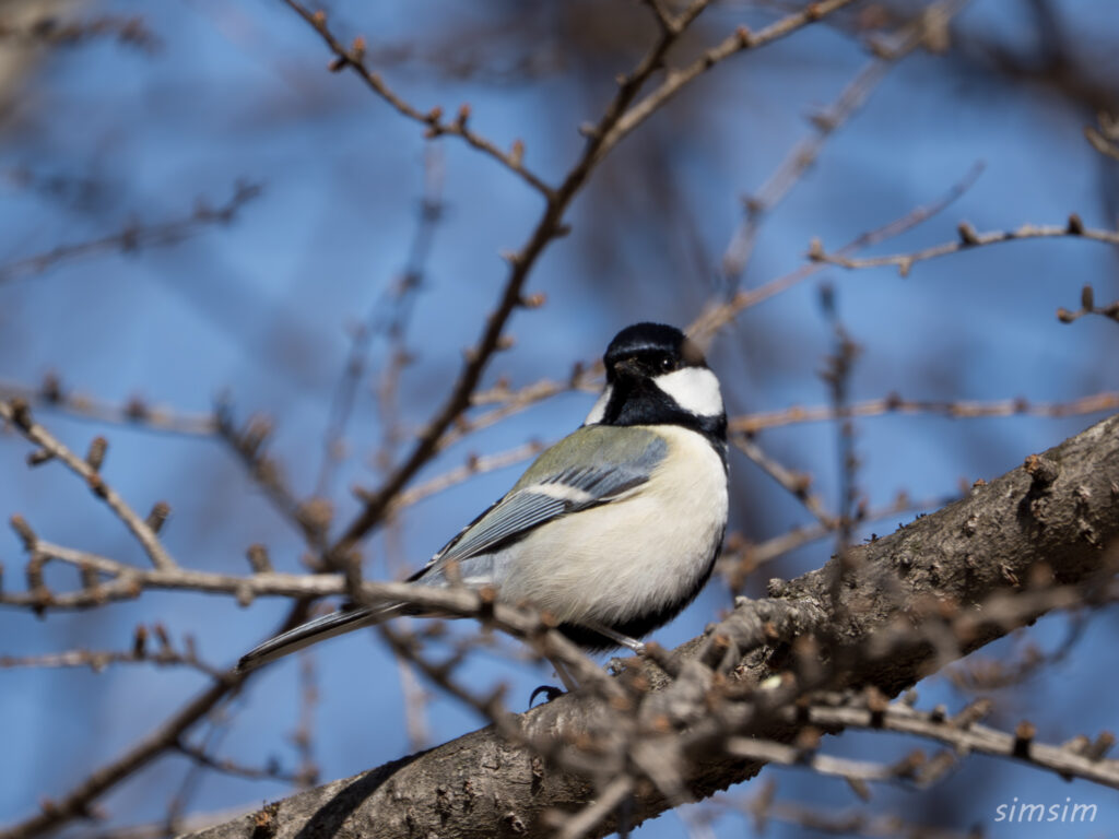 奥日光　シジュウカラ