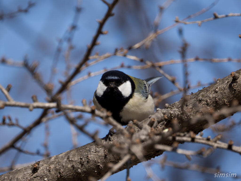 奥日光　シジュウカラ