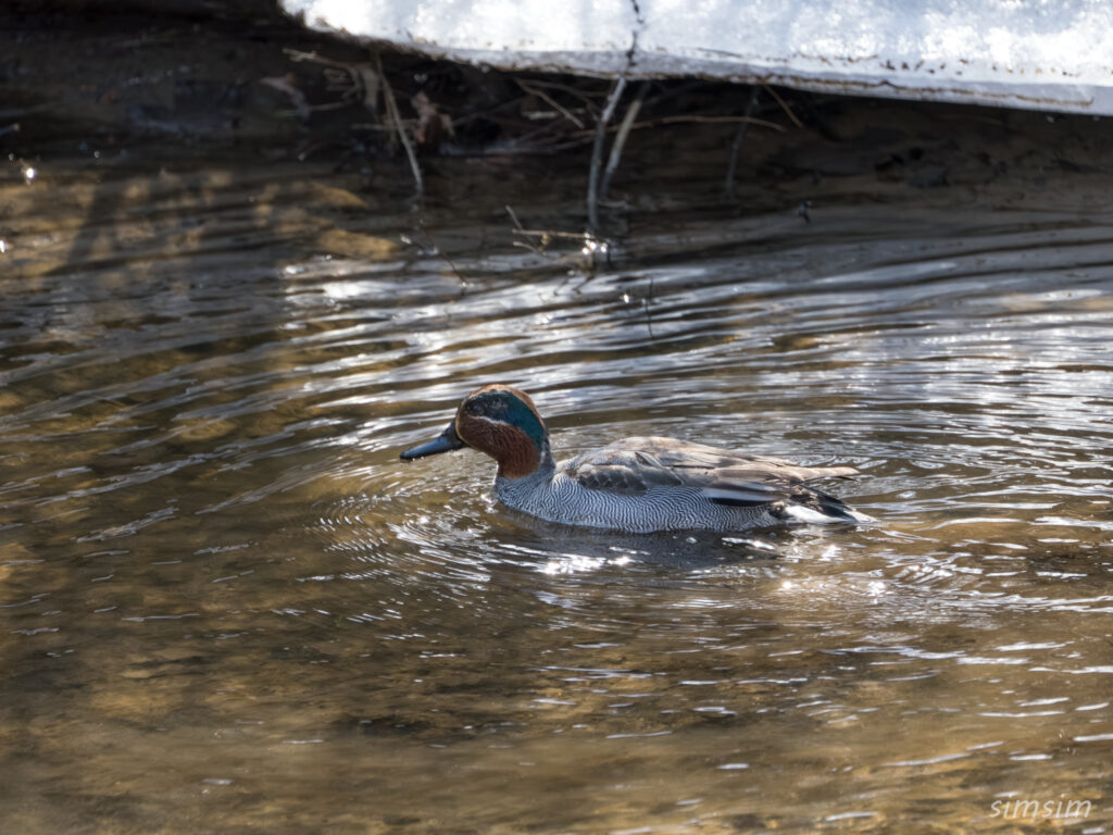 奥日光　コガモ