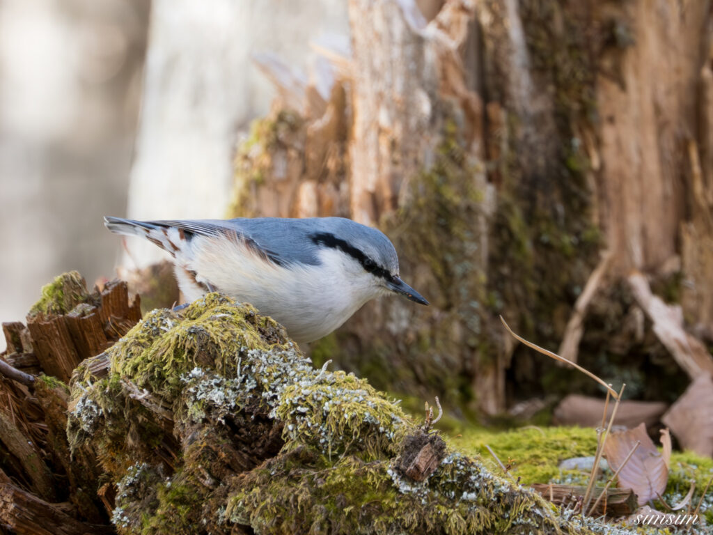 ゴジュウカラ　栃木