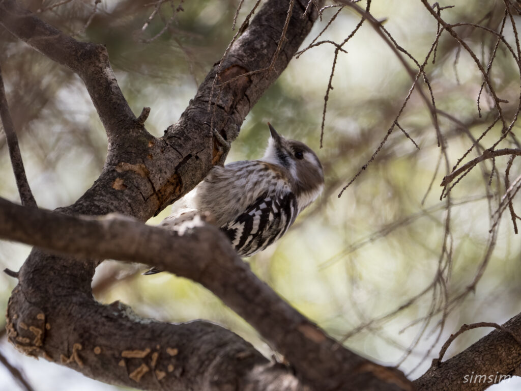 奥日光　コゲラ