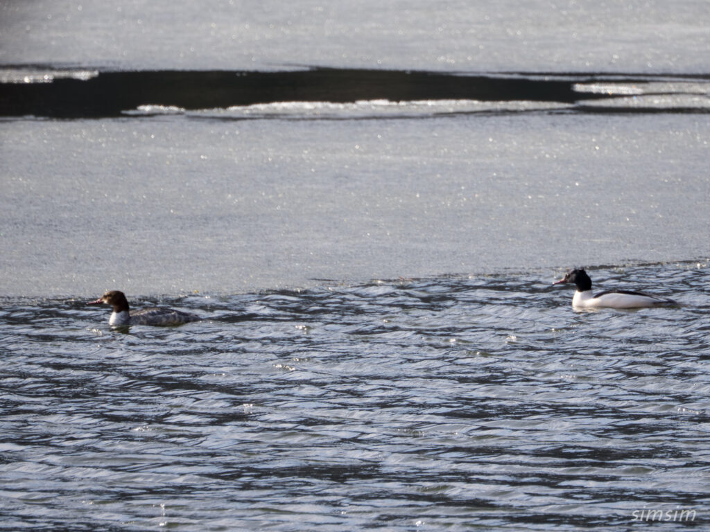 奥日光　カワアイサ
