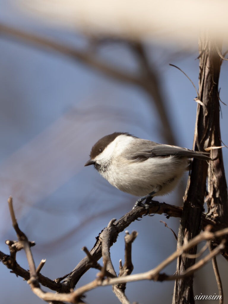 奥日光　コガラ