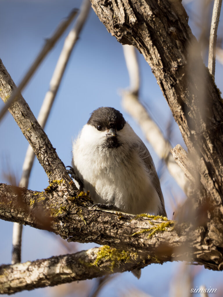 奥日光　コガラ