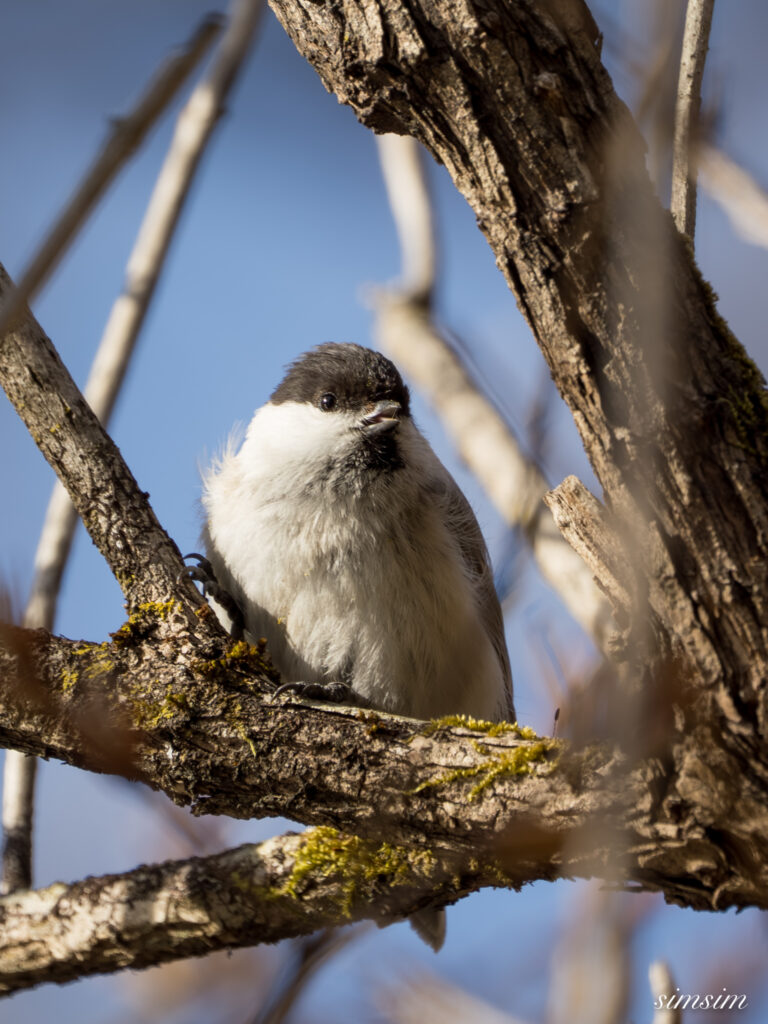 奥日光　コガラ