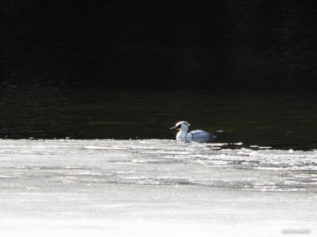 奥日光　ミコアイサ