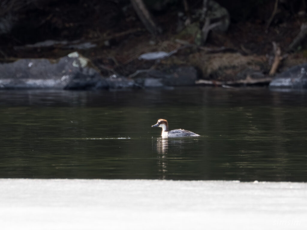 奥日光　ミコアイサ