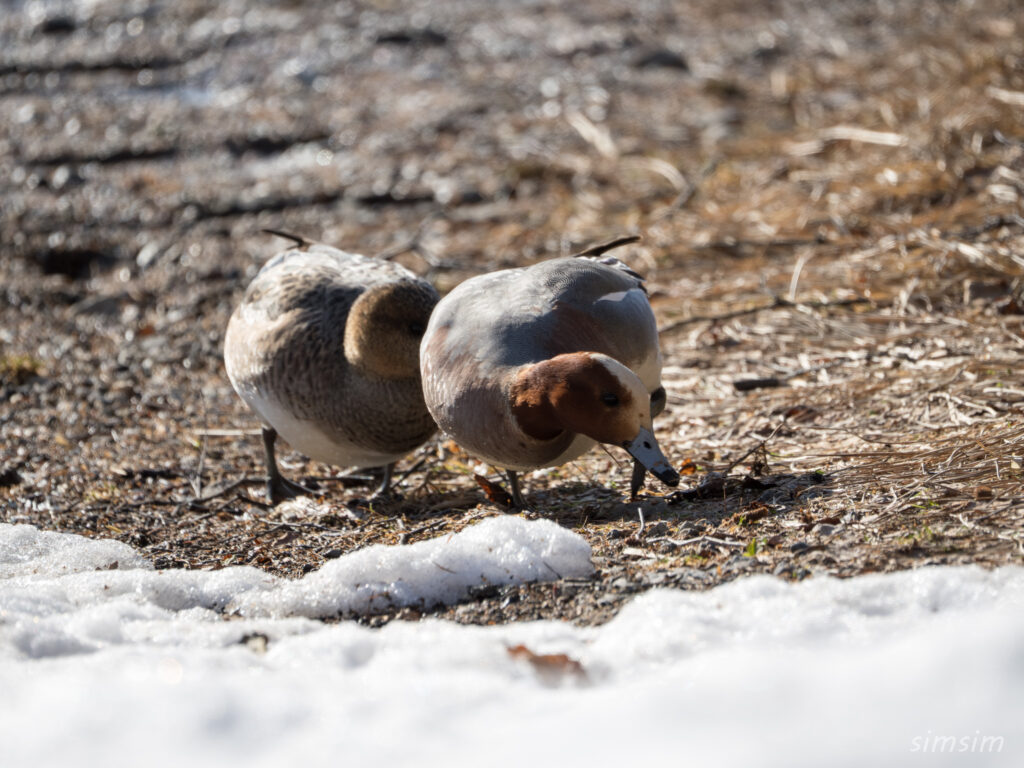奥日光　シジュウカラ