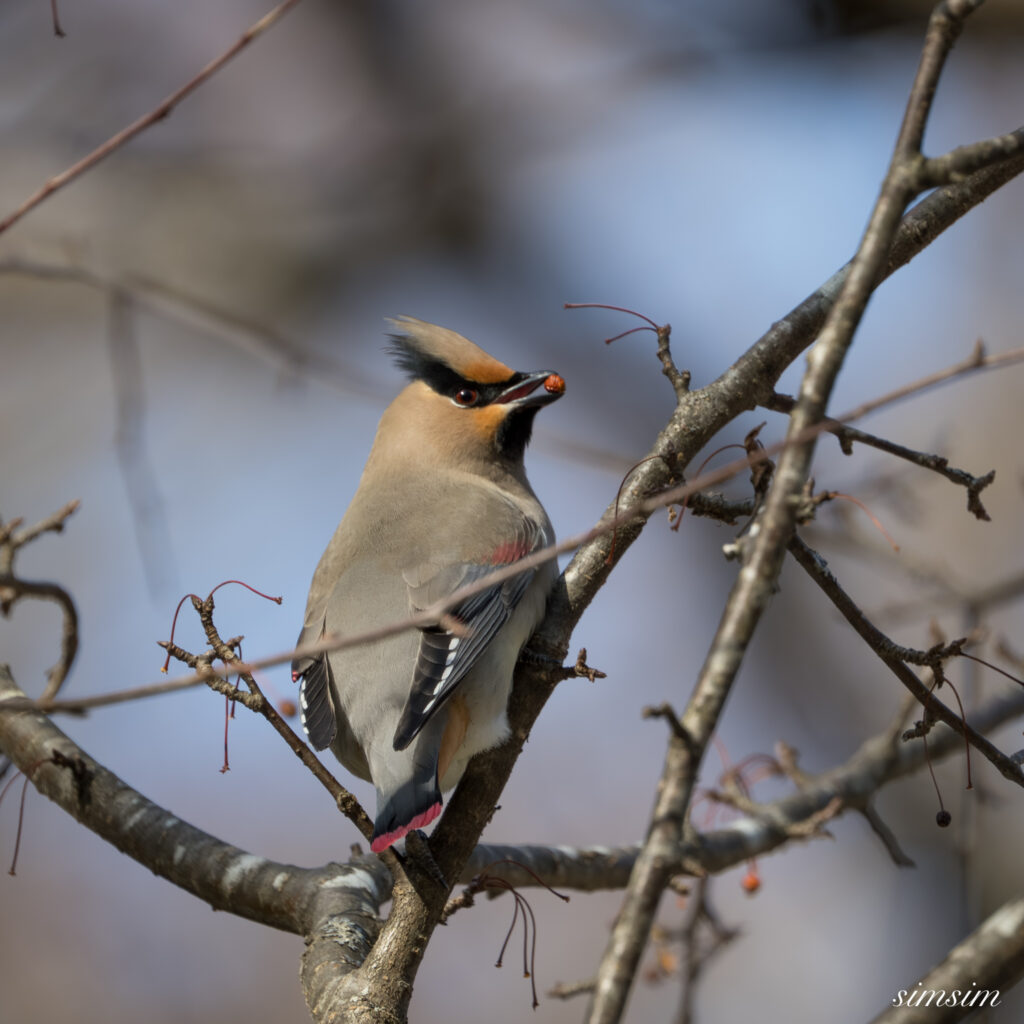 奥日光　ヒレンジャク
