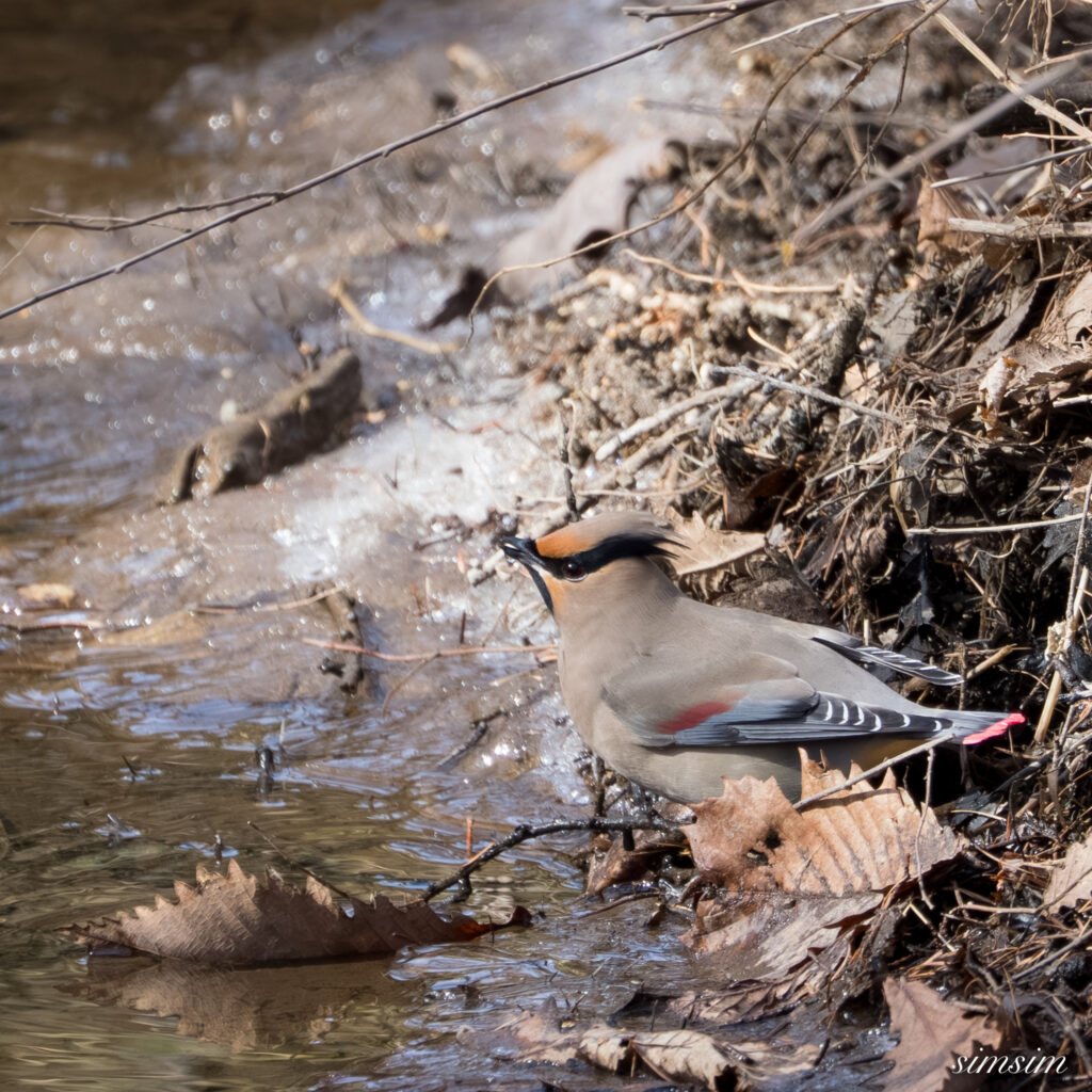 奥日光　ヒレンジャク