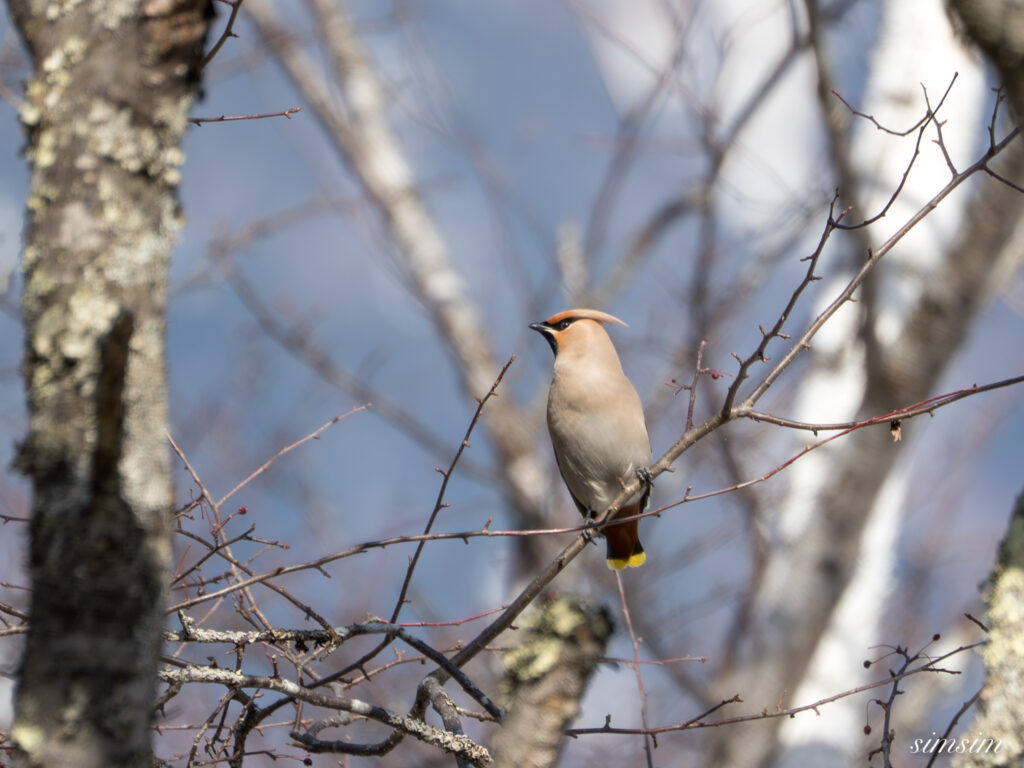 奥日光　キレンジャク