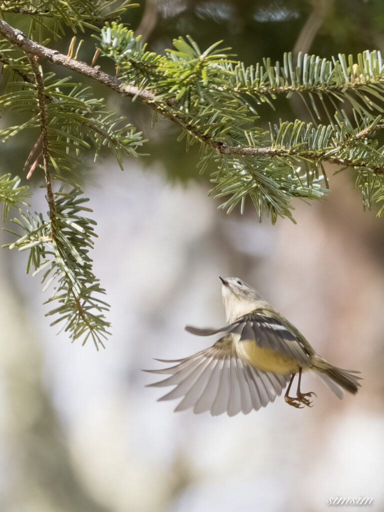 キクイタダキ　栃木