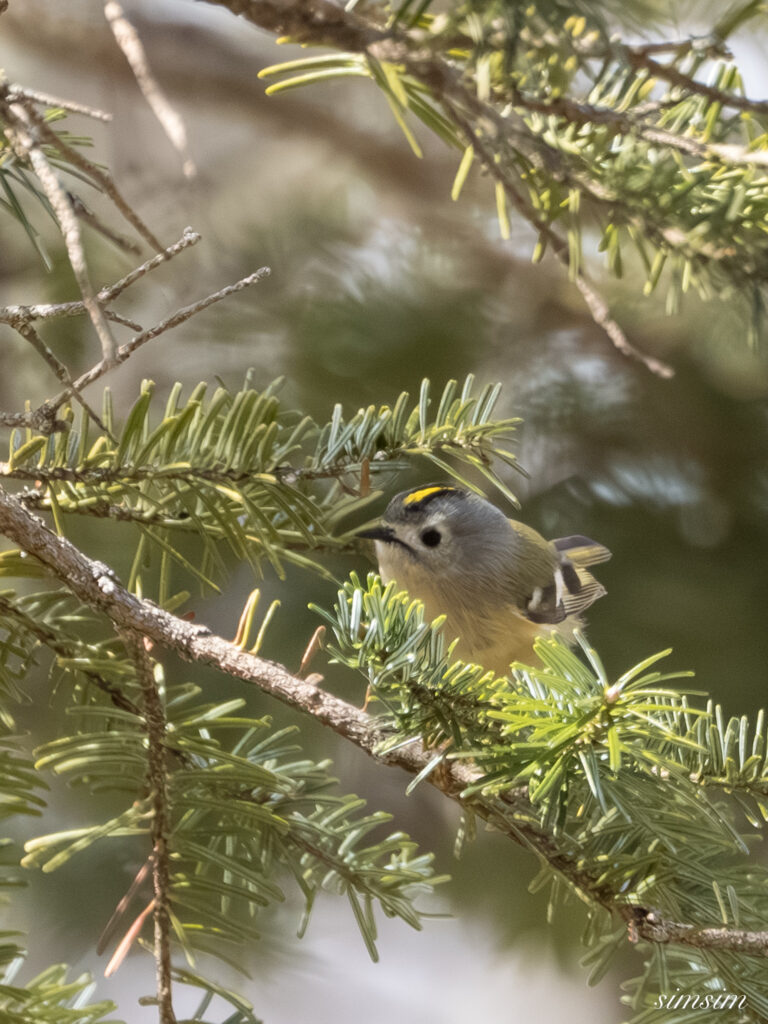 奥日光　キクイタダキ