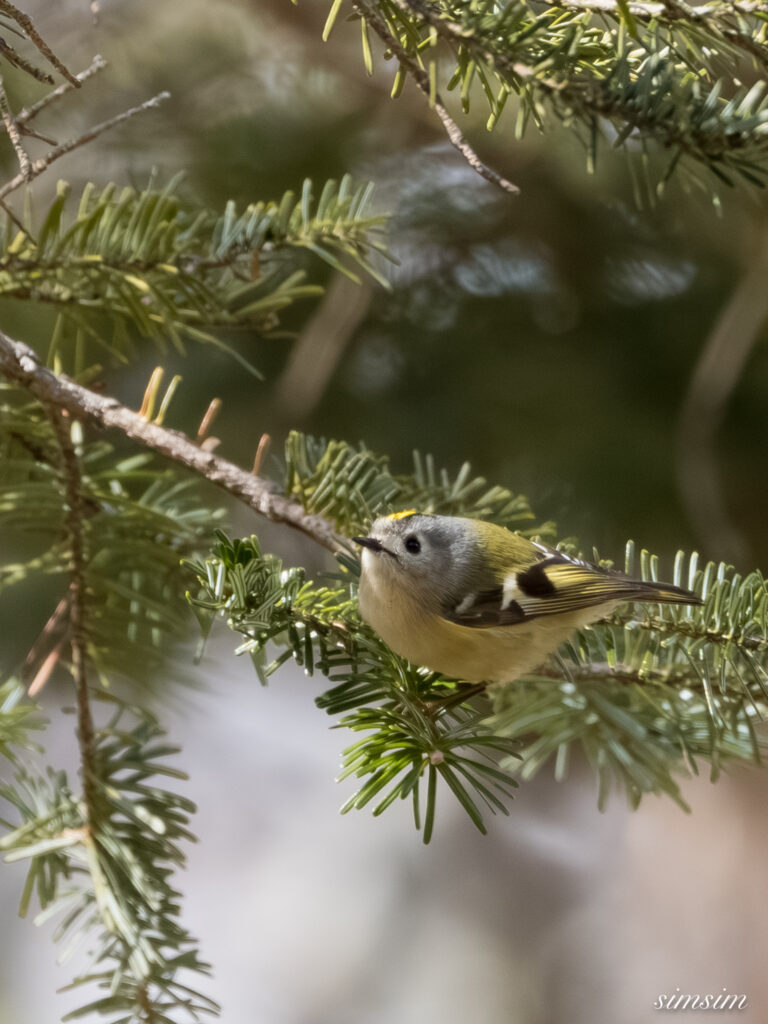 奥日光　キクイタダキ